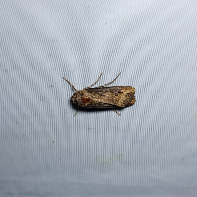 Agrotis ipsilon - nagy földibagoly