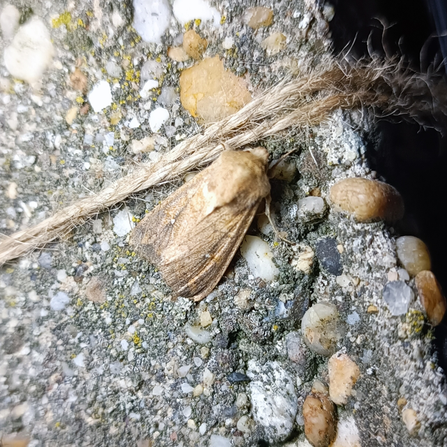 Mythimna albipuncta - fehérpettyes rétibagoly