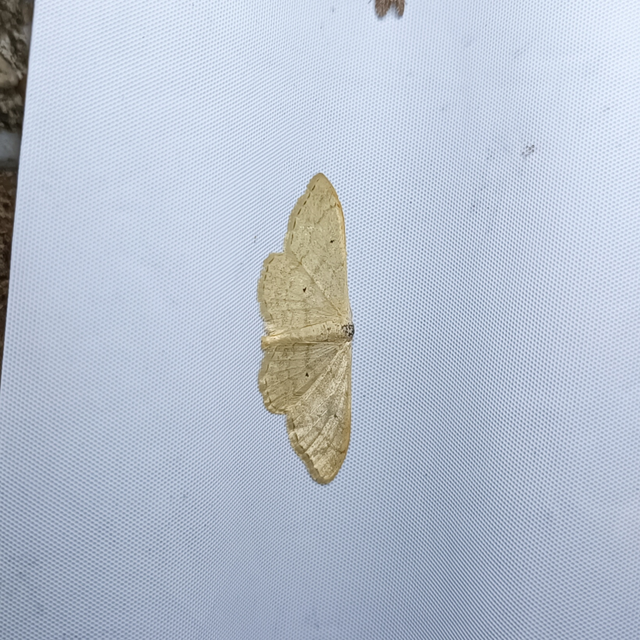 Idaea straminata - szalmasárga sávosaraszoló