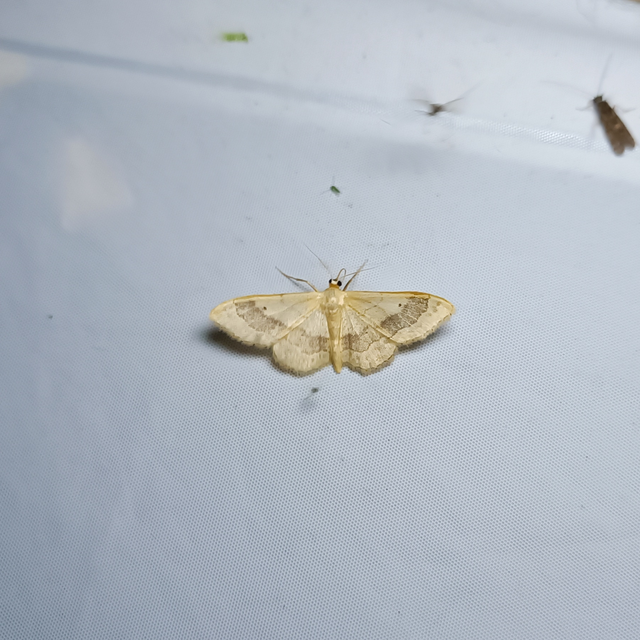 Idaea aversata - nagy sávosaraszoló