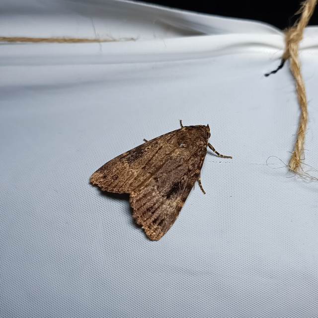 Amphipyra berbera/pyramidea