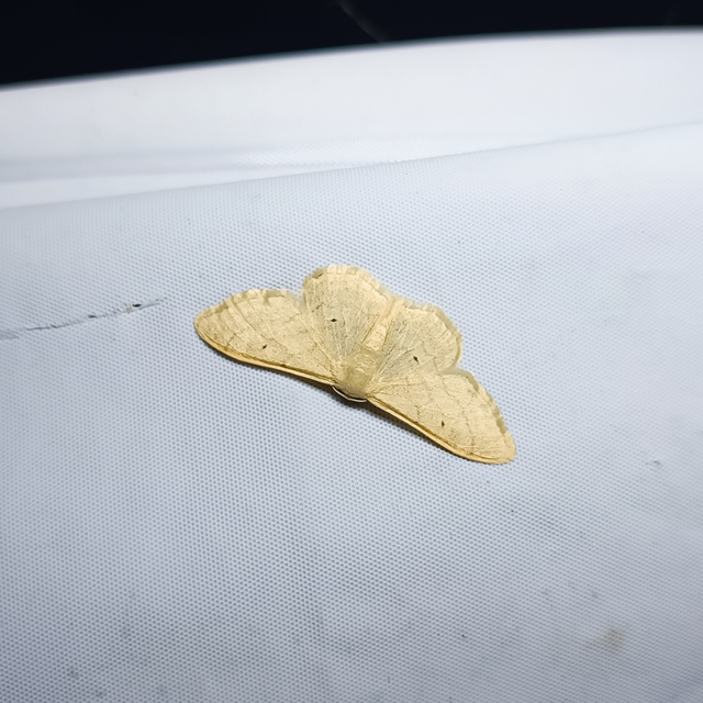 Idaea straminata - szalmasárga sávosaraszoló