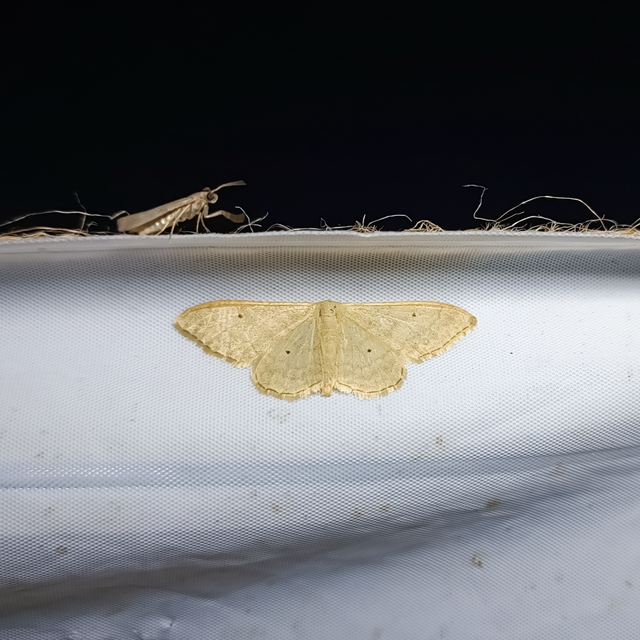 Idaea straminata - szalmasárga sávosaraszoló