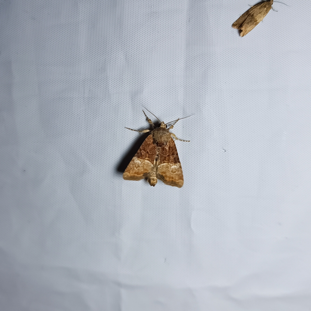 Mesoligia furuncula - kétszínű dudvabagoly