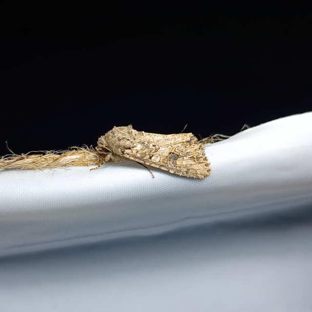 Hadula trifolii - lóherebagoly