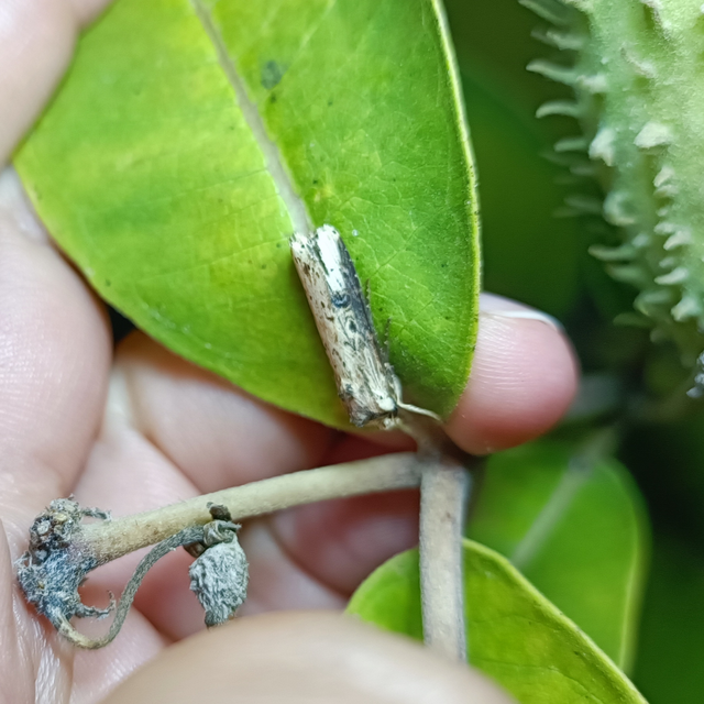 Axylia putris - vonalkás földibagoly