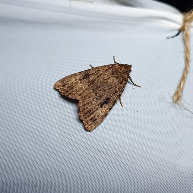 Amphipyra berbera/pyramidea
