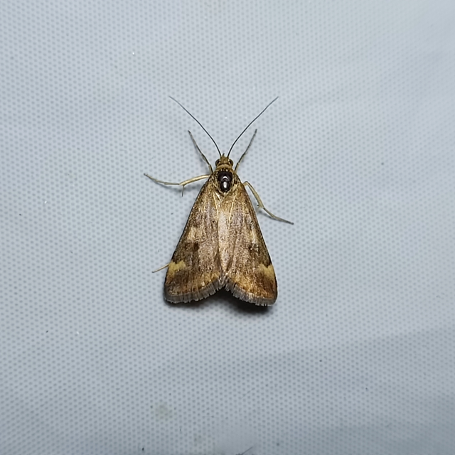 Pyrausta despicata - réti bíbormoly