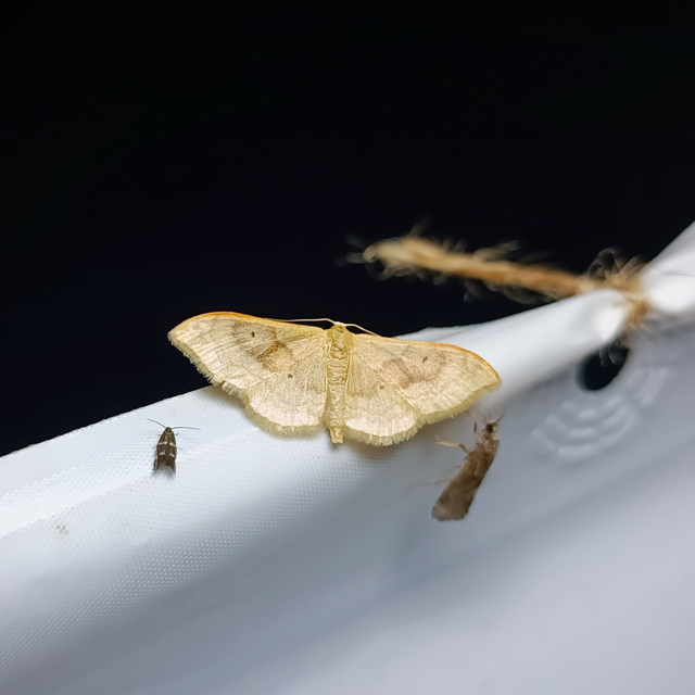 Idaea degeneraria - barnasávos araszoló
