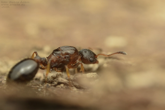 Temnothorax affinis - erdei kéreghangya