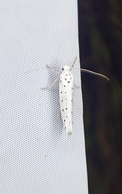 Yponomeuta