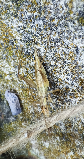 Oecanthus pellucens - pirregőtücsök