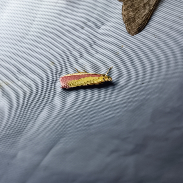 Oncocera semirubella - lucernamoly