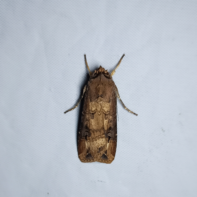 Agrotis ipsilon - nagy földibagoly