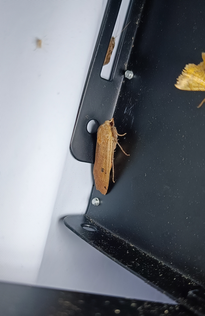 Noctua pronuba - nagy sárgafűbagoly