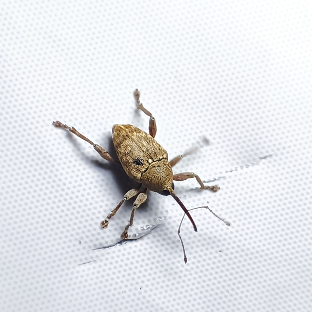 Curculio