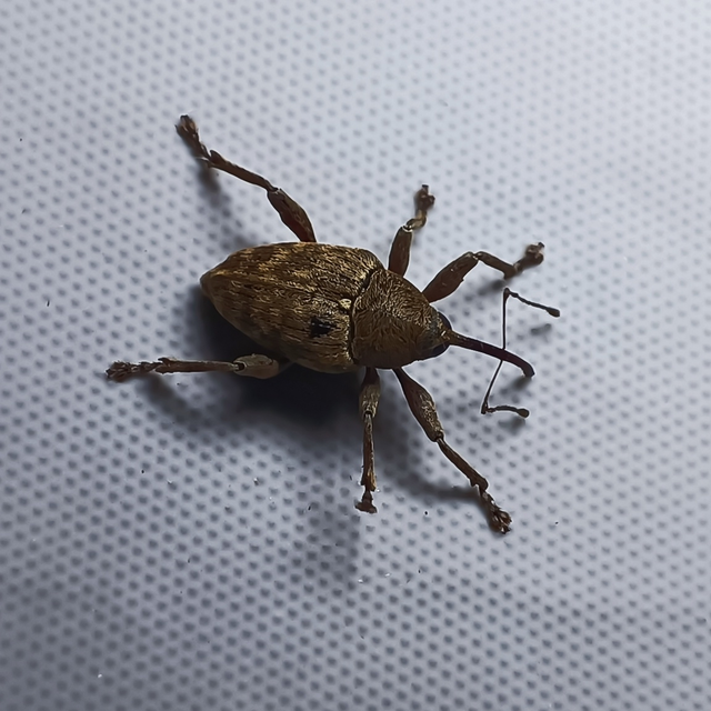 Curculio