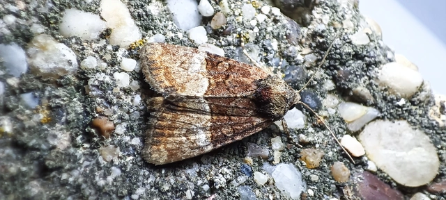 Mesoligia furuncula - kétszínű dudvabagoly