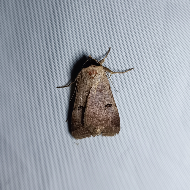 Lygephila craccae - gyakori csüdfűbagoly
