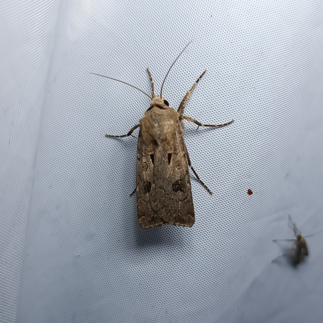 Agrotis exclamationis - felkiáltójeles földibagoly