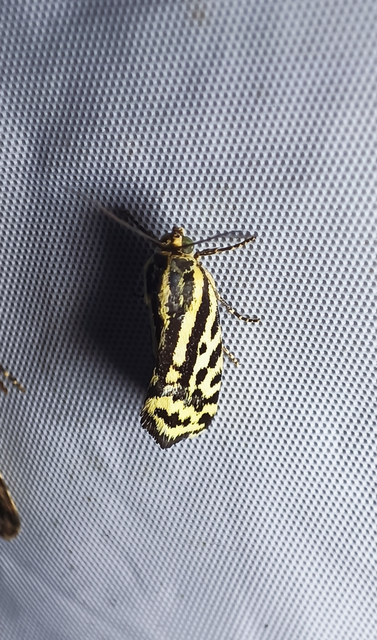 Emmelia trabealis - zebrabagoly