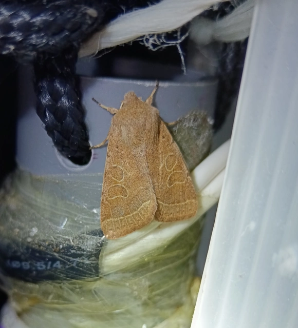 Orthosia cerasi - közepes barkabagoly