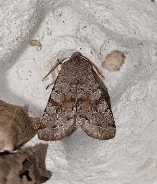 Orthosia incerta - változékony barkabagoly