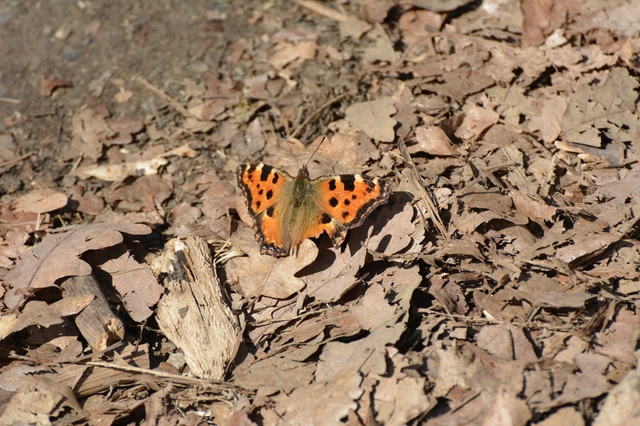 Nymphalis polychloros - nagy rókalepke
