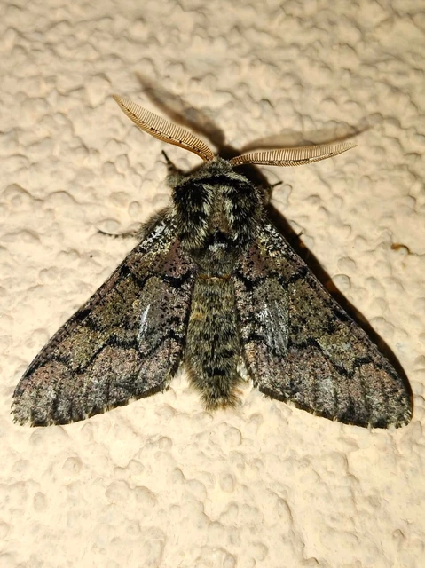 Biston strataria - barnapettyes araszoló