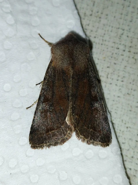 Orthosia incerta - változékony barkabagoly