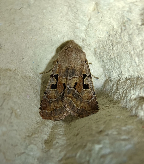 Orthosia gothica - feketefoltos barkabagoly