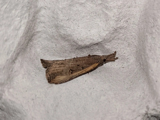 Hypena rostralis - közönséges karcsúbagoly