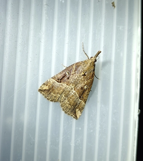 Hypena rostralis - közönséges karcsúbagoly