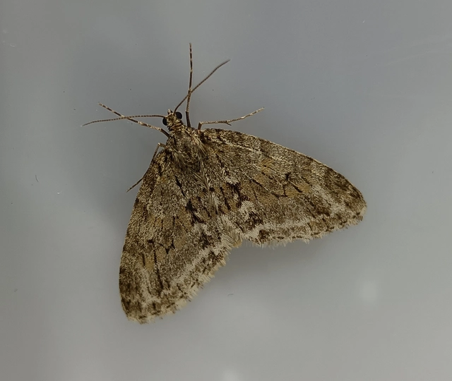 Trichopteryx polycommata - kőrisfa-lebenyesaraszoló