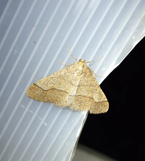 Agriopis marginaria - sárgás téliaraszoló