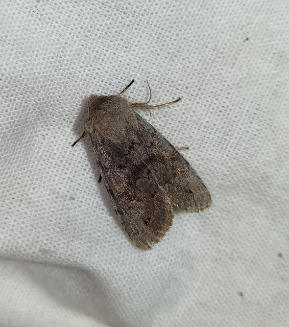 Orthosia populeti - nyárfa-barkabagoly