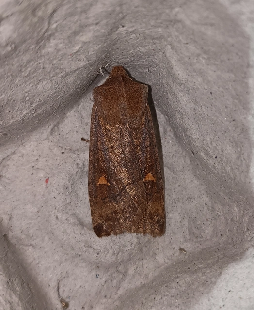 Eupsilia transversa - holdacskás télibagoly