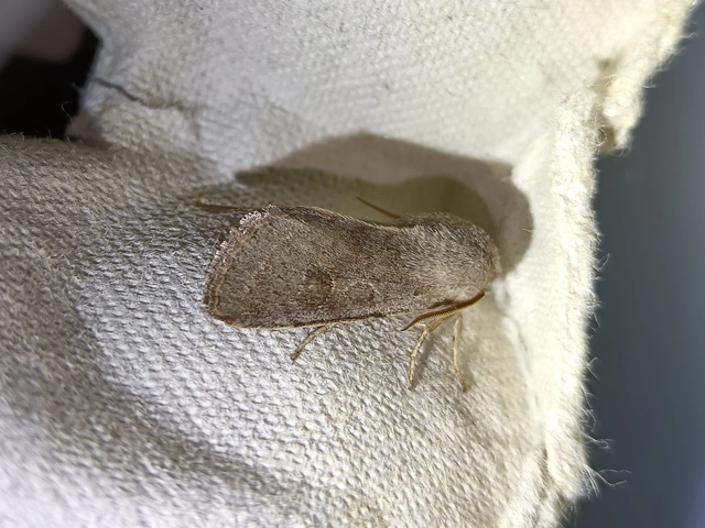 Orthosia populeti - nyárfa-barkabagoly