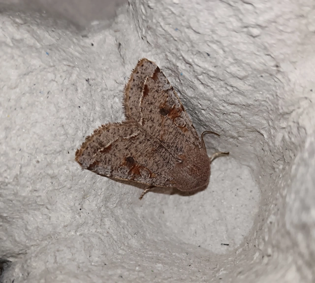 Orthosia incerta - változékony barkabagoly
