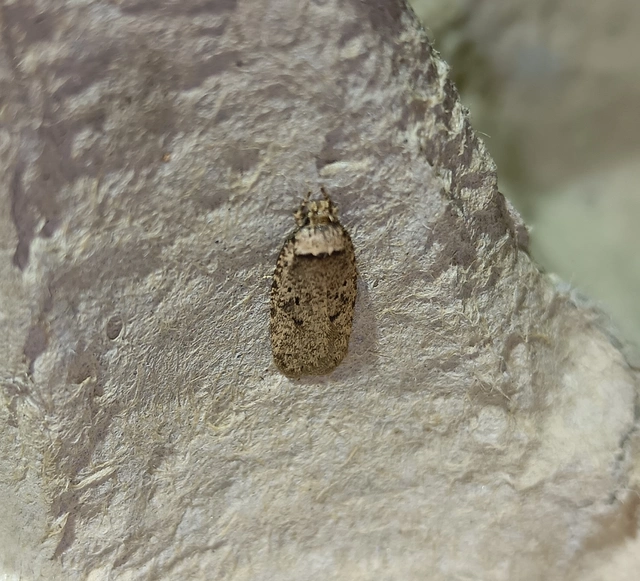 Agonopterix