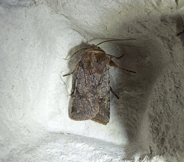Cerastis rubricosa - vörhenyes tavaszibagoly