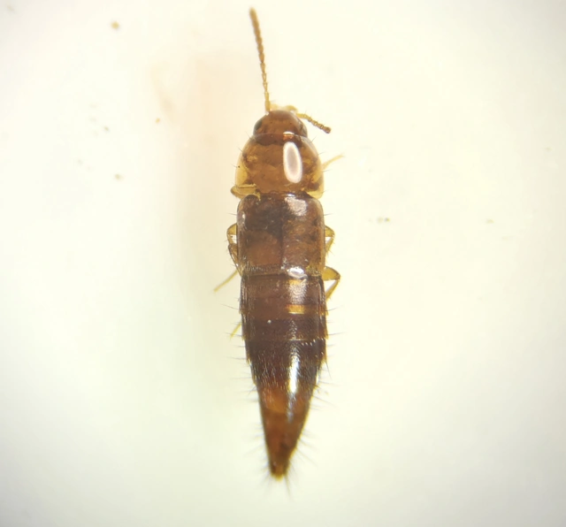 Tachyporus nitidulus - kis kószaholyva