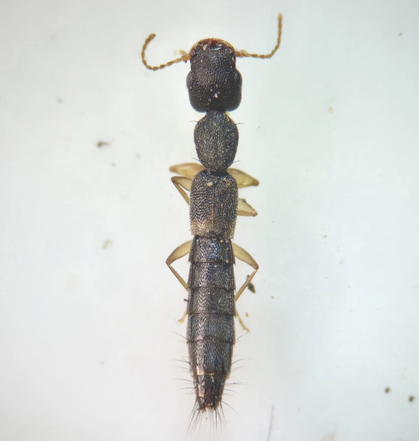 Astenus procerus - karcsú köviholyva
