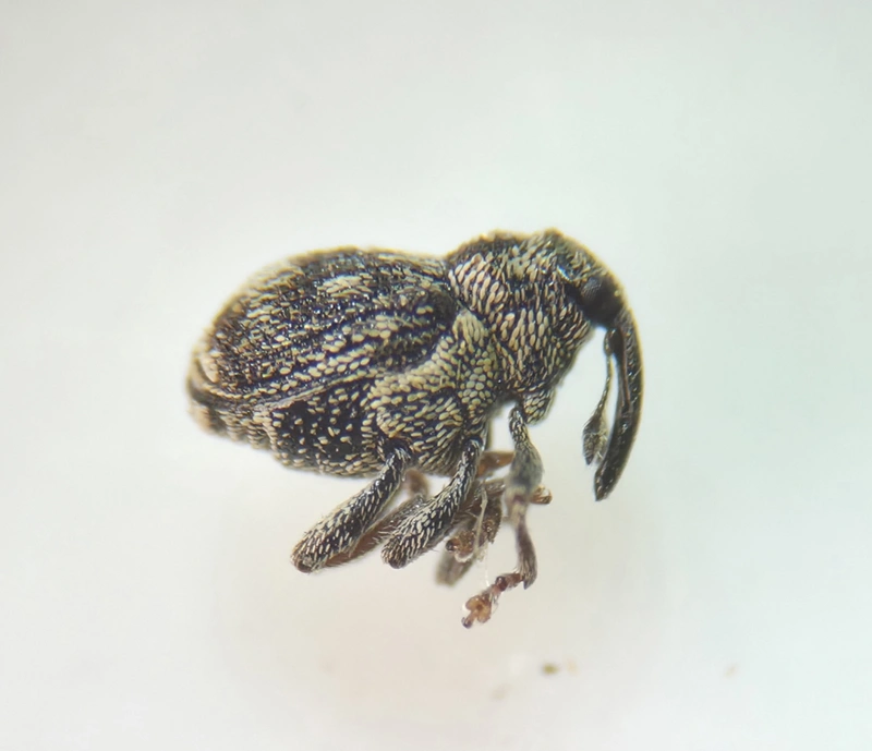 Coeliastes lamii - árvacsalán-ormányos