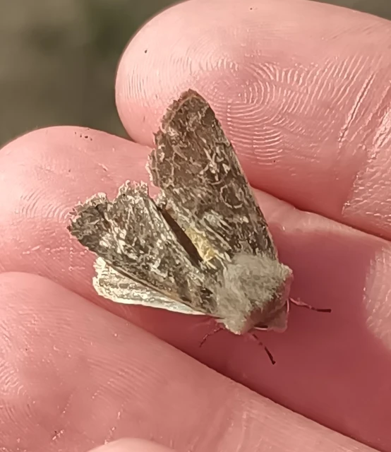 Orthosia cerasi - közepes barkabagoly