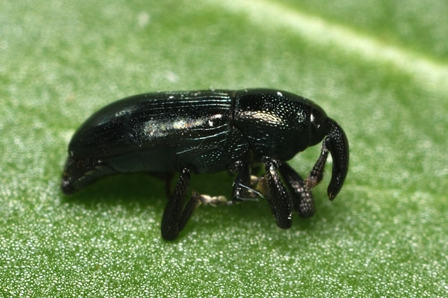 Aulacobaris caerulescens - fémes repcebáris