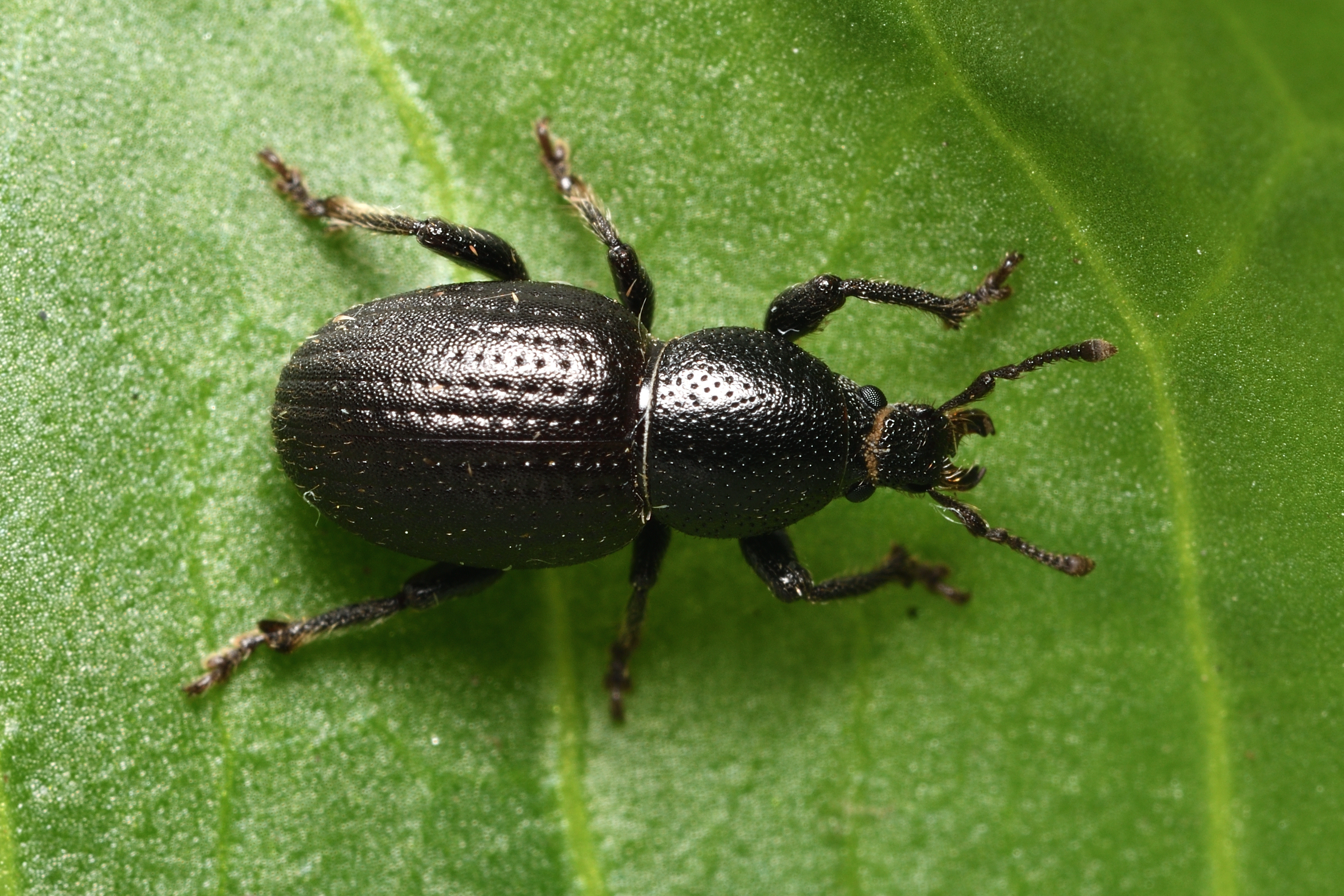 Psallidium maxillosum - fekete barkó