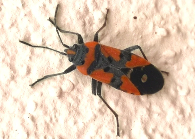 Lygaeus equestris/simulans