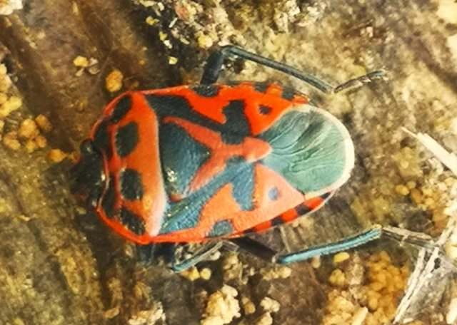 Eurydema ventralis - káposztapoloska Eurydema ventralis - káposztapoloska