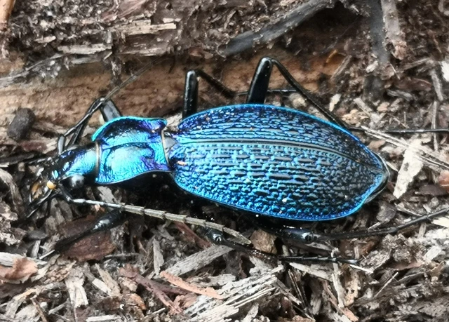 Carabus intricatus - kék laposfutrinka